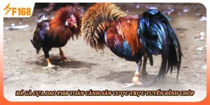 Đá Gà Cựa Dao F168 Toàn Cảnh Sân Cược Trực Tuyến Đỉnh Chóp