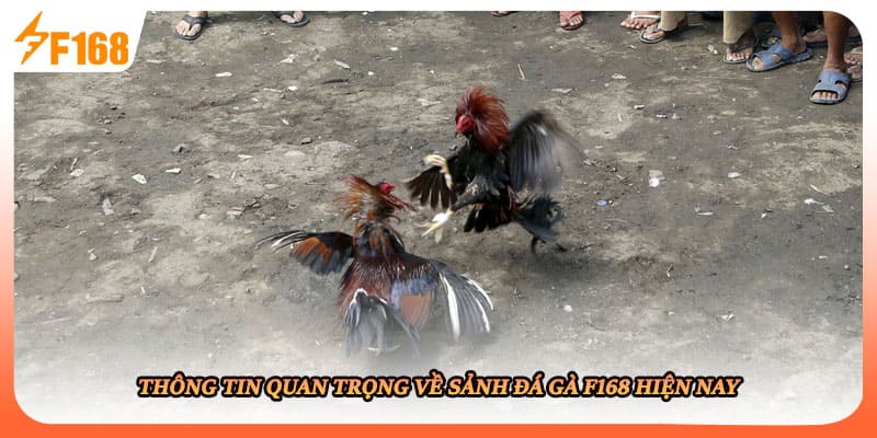 Thông tin quan trọng về sảnh đá gà F168 hiện nay
