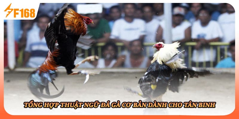 Tổng hợp thuật ngữ đá gà cơ bản dành cho tân binh